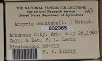 Arcyria denudata image